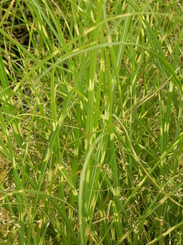 Miscanthus sinensis ‘Pünktchen’
