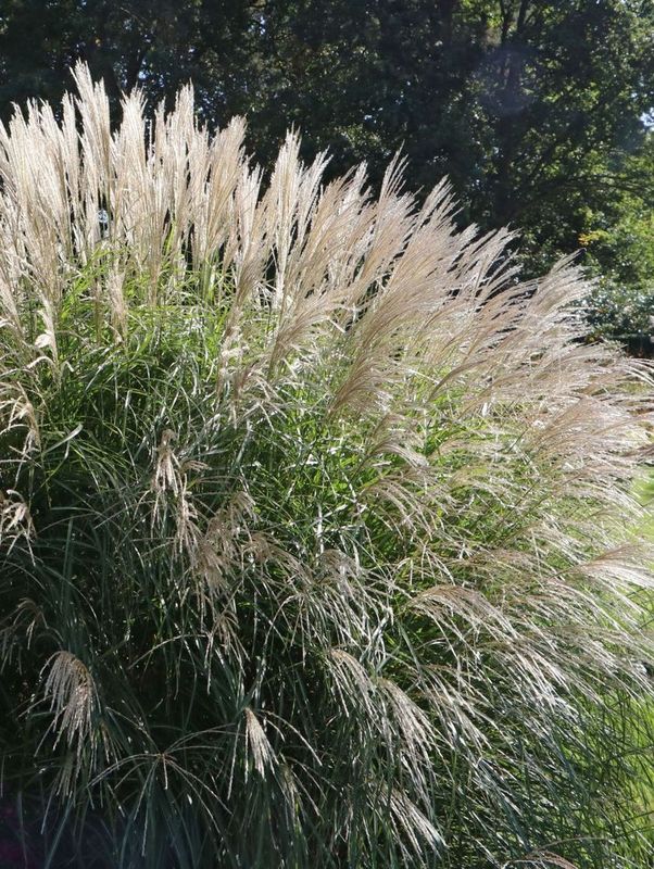 Miscanthus sinensis ‘Federweisser’