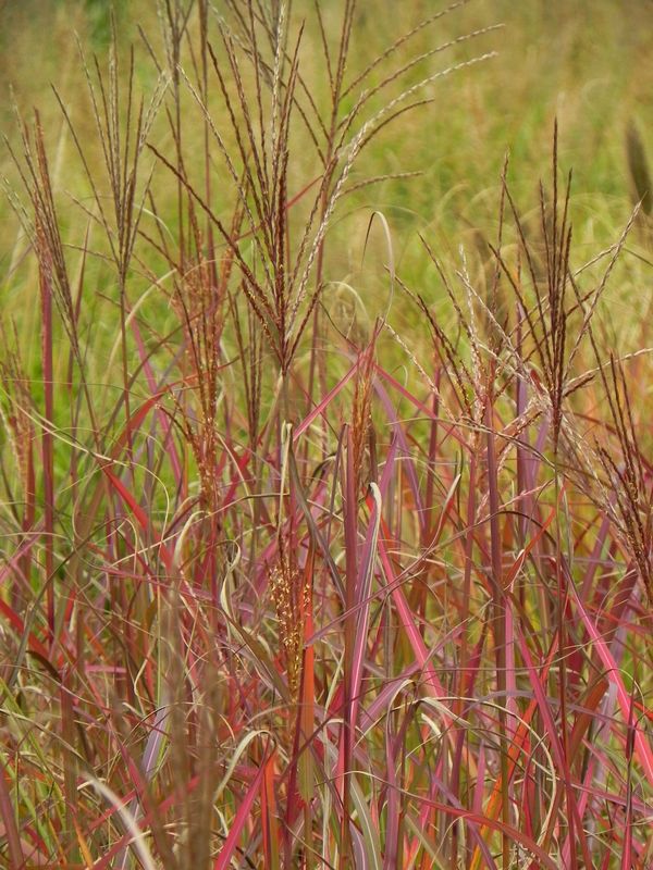 Miscanthus sinensis ‘Purple Fall’