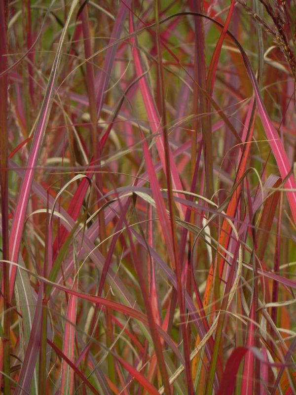 Miscanthus sinensis ‘Purple Fall’