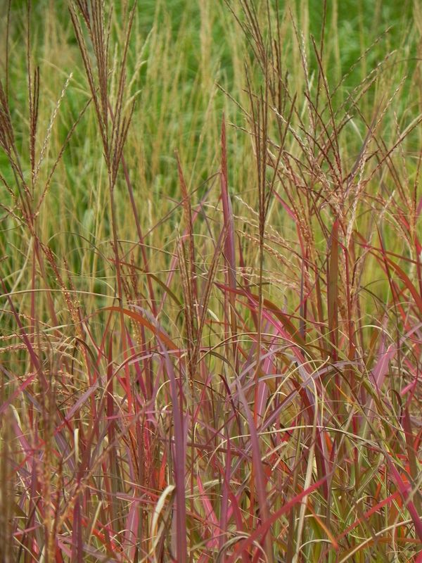 Miscanthus sinensis ‘Purple Fall’