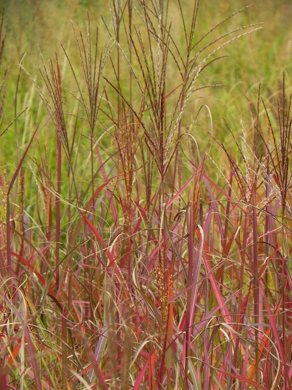 Miscanthus sinensis ‘Purple Fall’