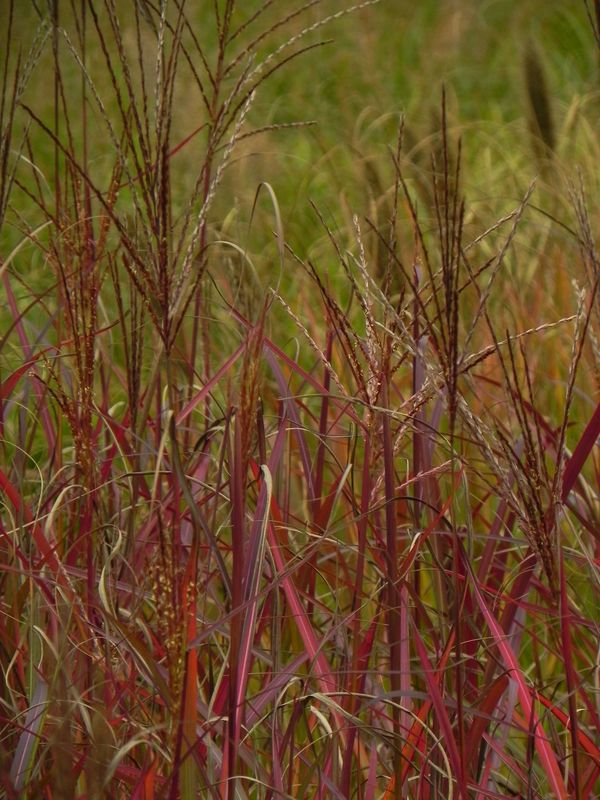 Miscanthus sinensis ‘Purple Fall’