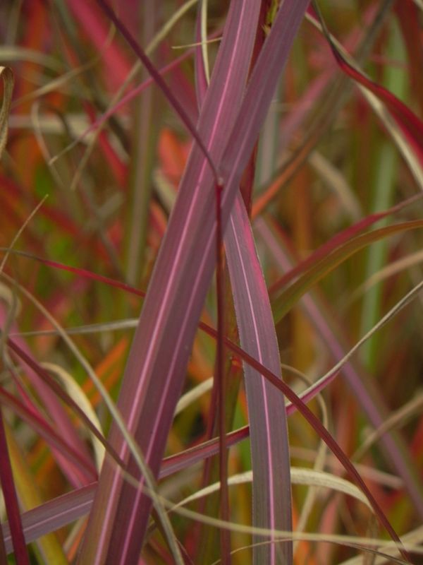 Miscanthus sinensis ‘Purple Fall’