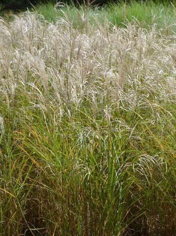 Miscanthus sinensis ‘Sarabande’