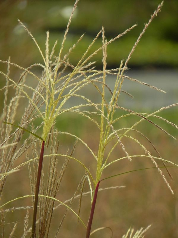 Miscanthus sinensis ‘Vanilla Sky’