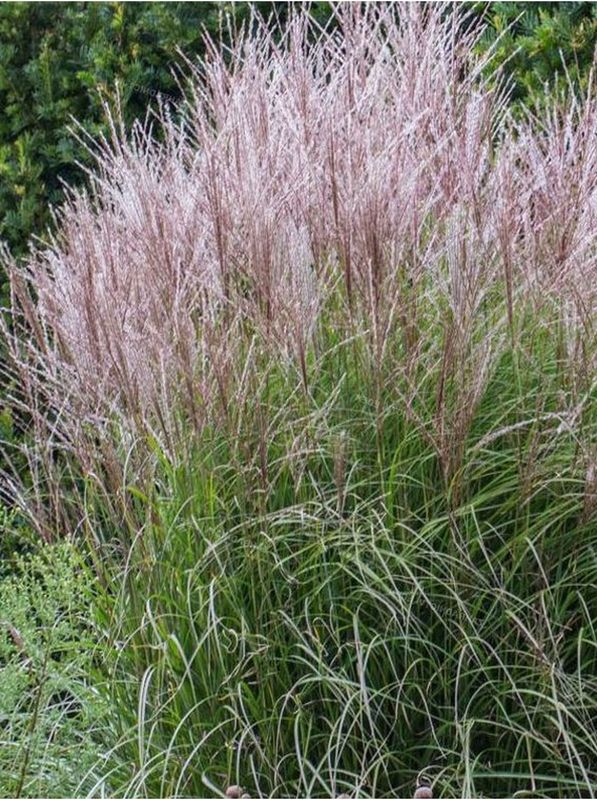 Miscanthus sinensis ‘Kleine Fontane’