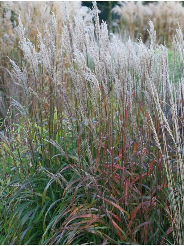 Miscanthus sinensis ‘Ghana’