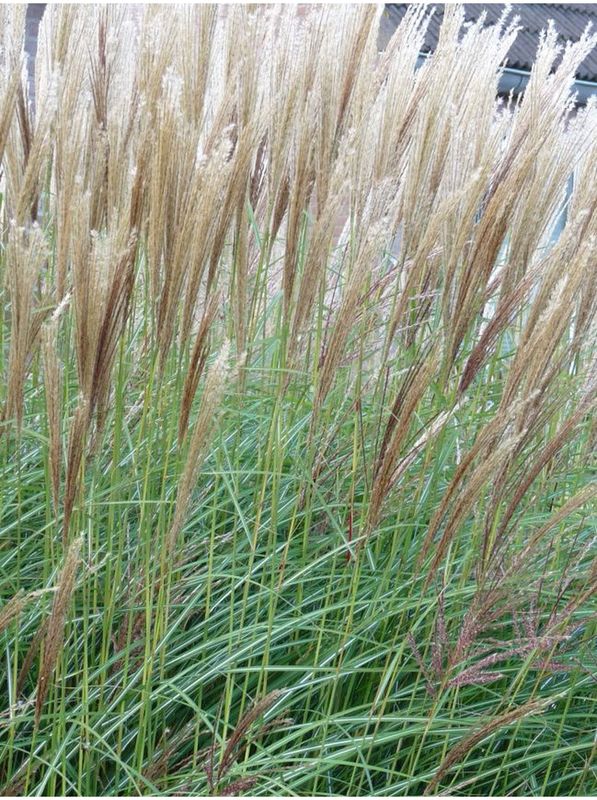 Miscanthus sinensis ‘Herman Mussel’