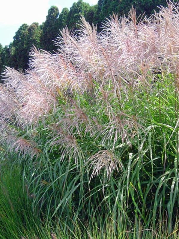 Miscanthus sinensis ‘Goliath’