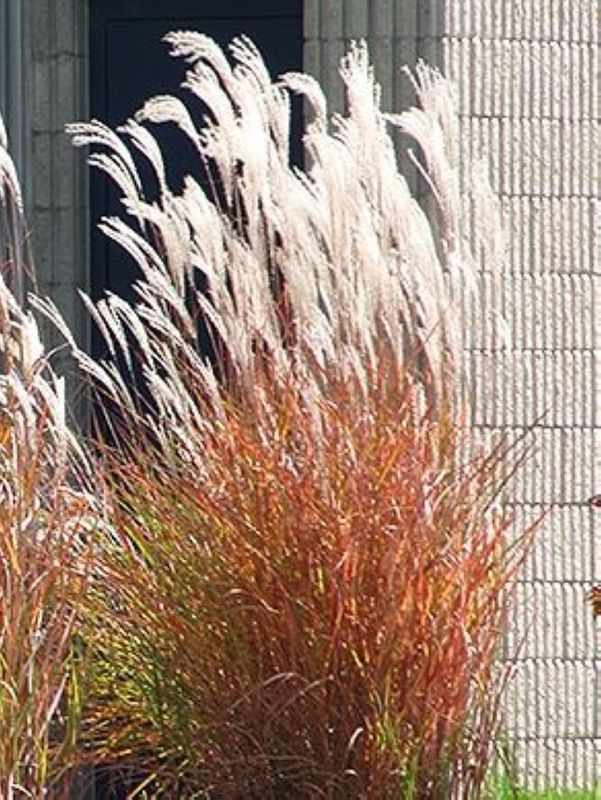 Miscanthus sinensis ‘Purpurascens’
