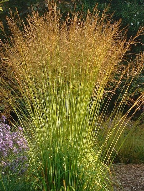 Molinia arundinacea ‘Skyracer’