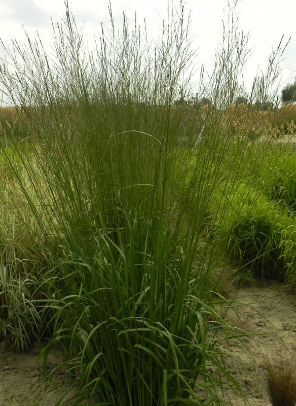 Molinia arundinacea ‘Skyracer’