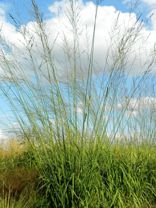 Molinia arundinacea ‘Skyracer’