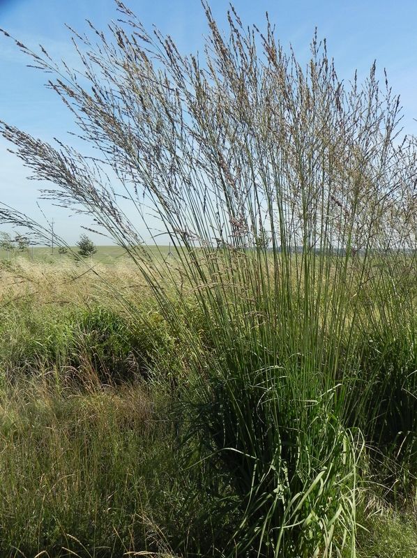 Molinia arundinacea ‘Skyracer’