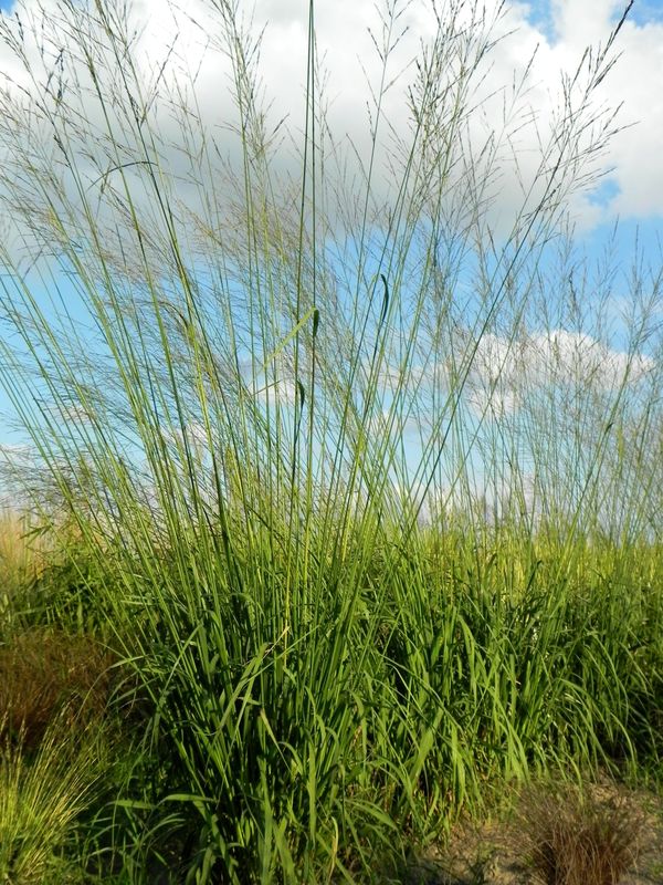 Molinia arundinacea ‘Skyracer’