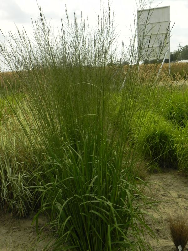 Molinia arundinacea ‘Skyracer’