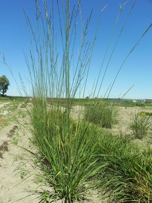 Molinia arundinacea ‘Windspiel’