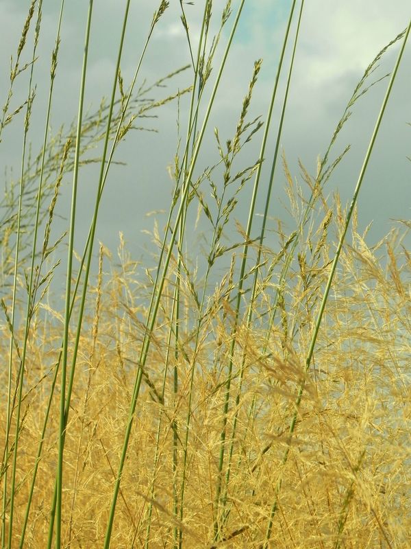 Molinia arundinacea ‘Windspiel’