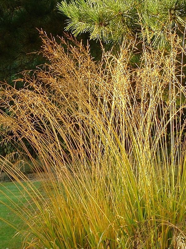 Molinia arundinacea ‘Karl Foester’