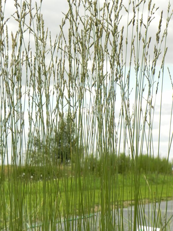 Molinia arundinacea ‘Karl Foester’