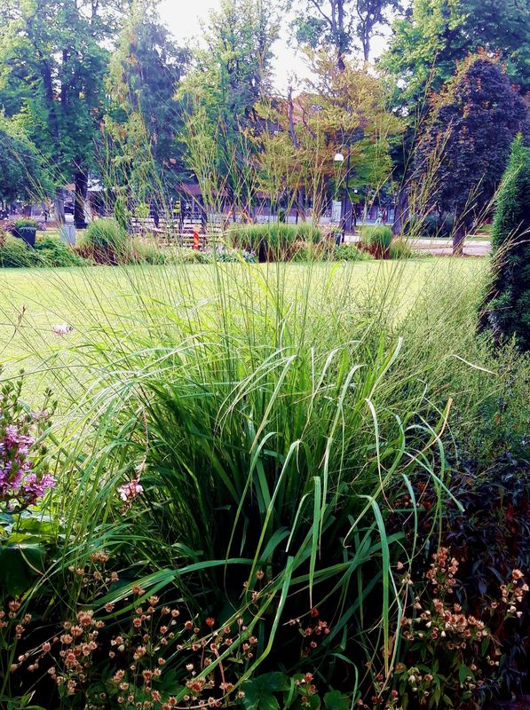 Molinia arundinacea ‘Transparent’