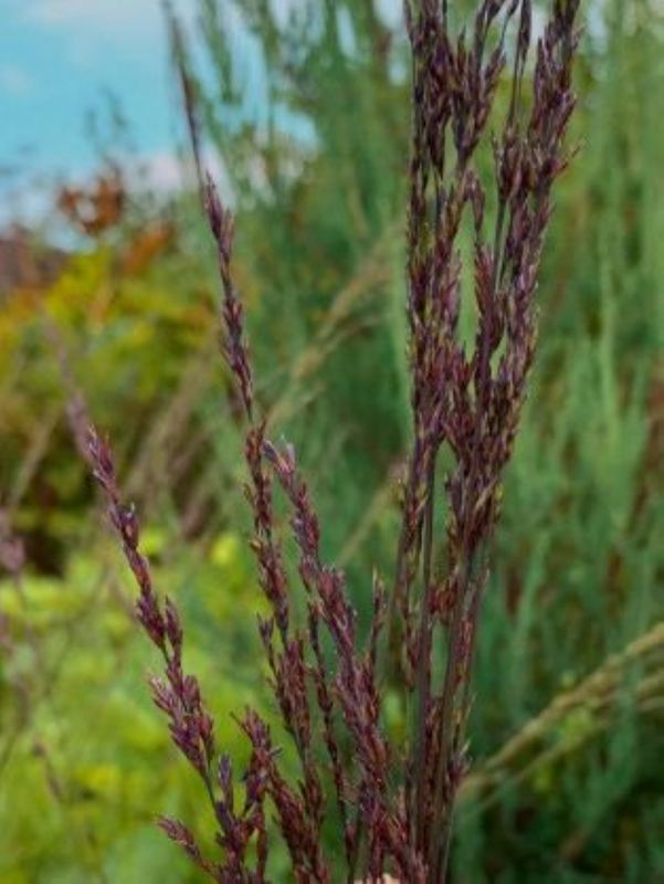 Molinia arundinacea ‘Black Arrow’