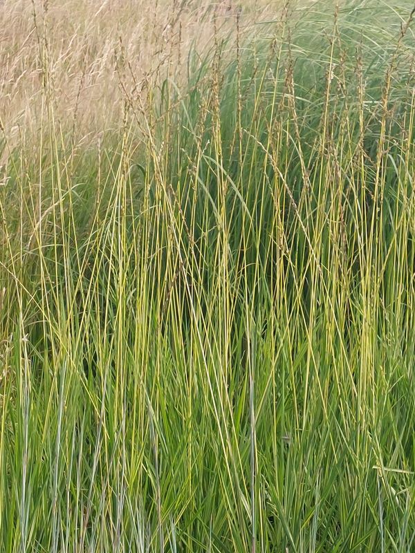 Molinia arundinacea ‘Annablond’