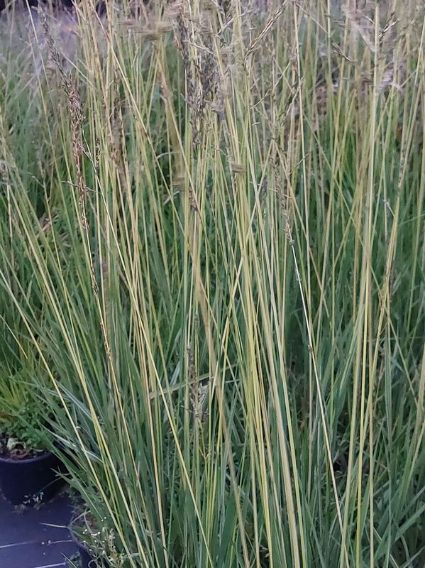 Molinia arundinacea ‘Annablond’