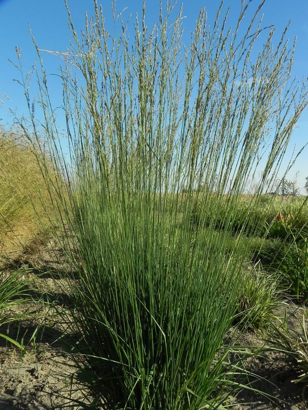 Molinia caerulea ‘Heidebraut’