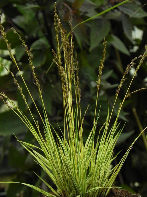 Molinia caerulea ‘Variegata’