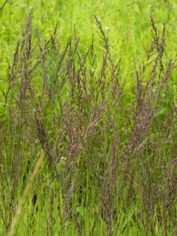 Molinia caerulea ‘Edith Dudszus’