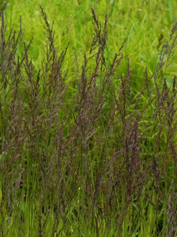 Molinia caerulea ‘Edith Dudszus’