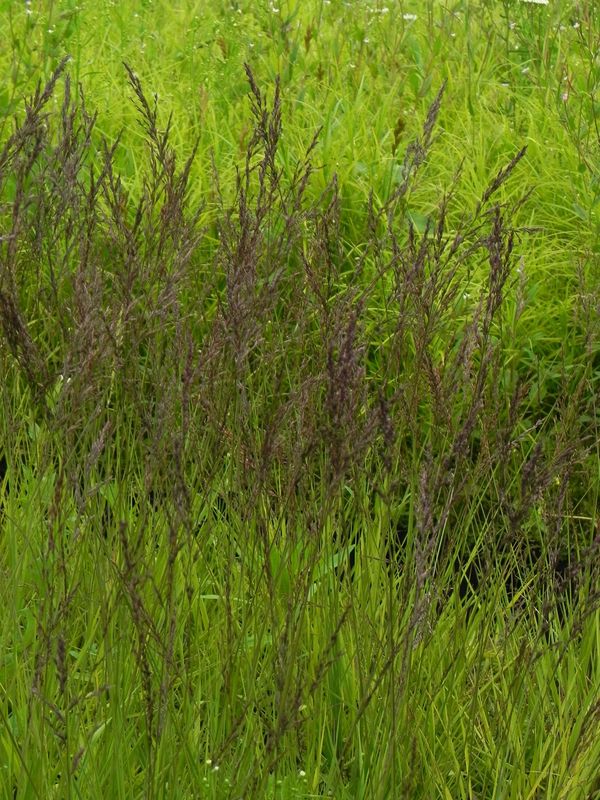 Molinia caerulea ‘Edith Dudszus’