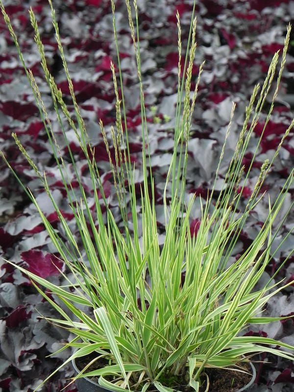 Molinia caerulea ‘Carmarthen’