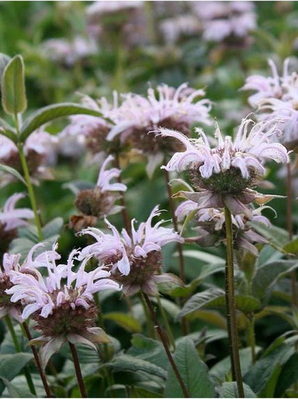 Monarda bradburiana