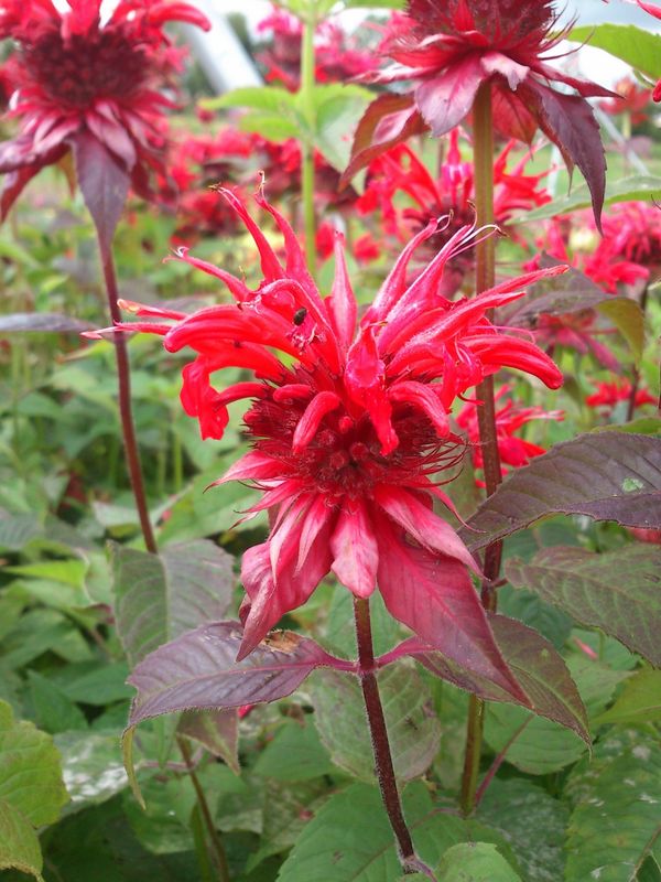 Monarda didyma ‘Red Shades’