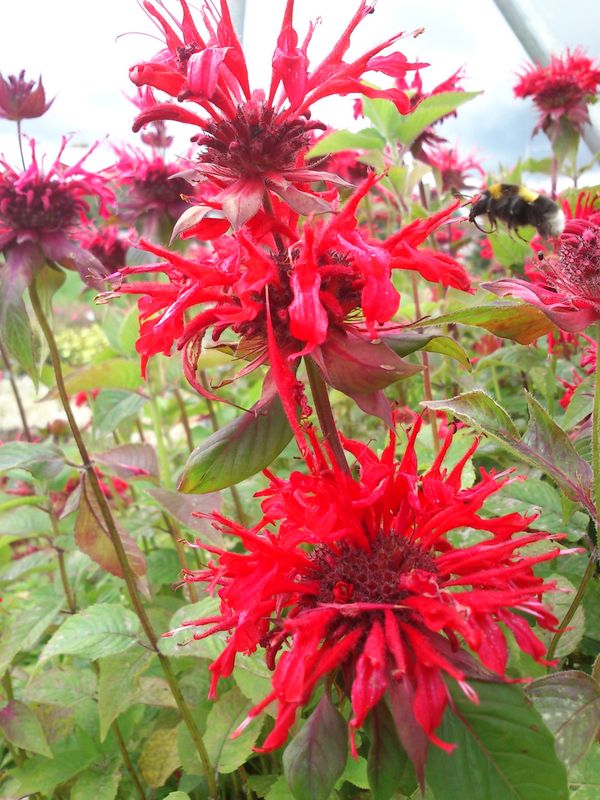 Monarda didyma ‘Red Shades’