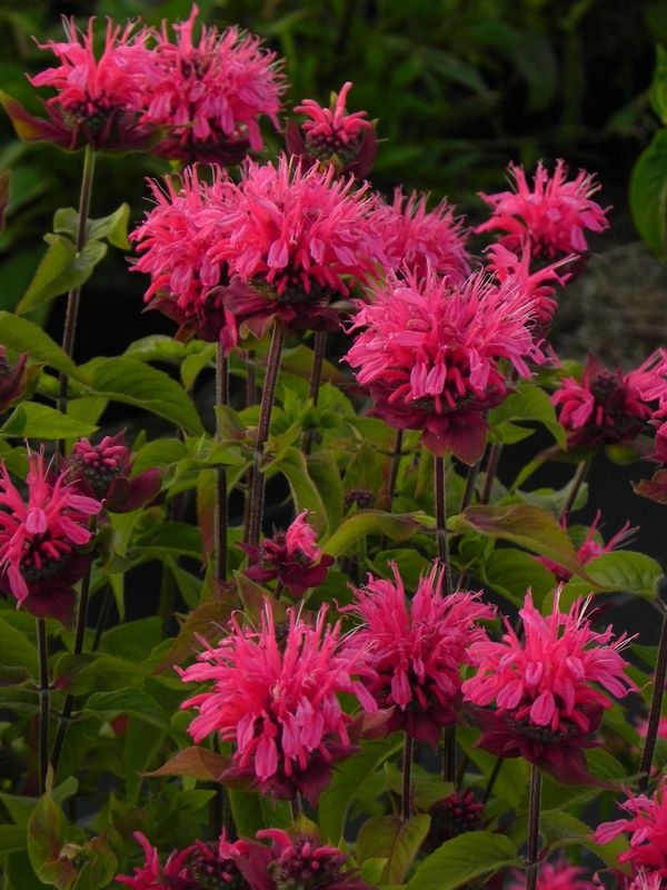 Monarda didyma ‘Pink Lace®’