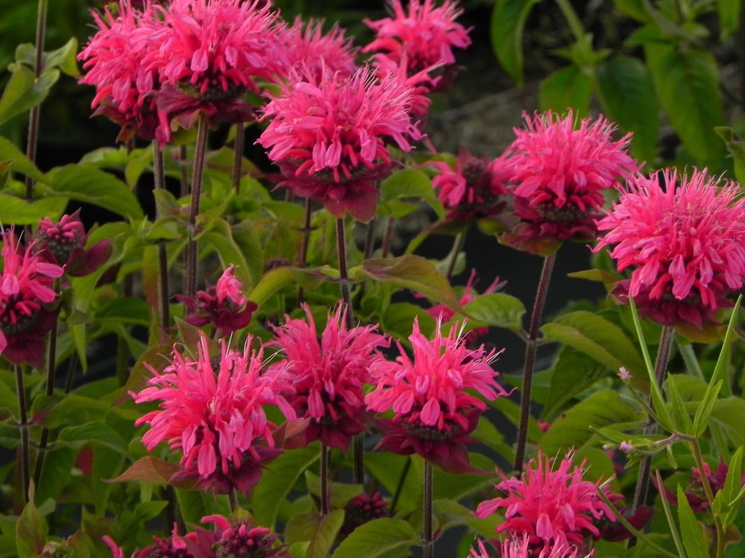 Monarda didyma ‘Pink Lace®’
