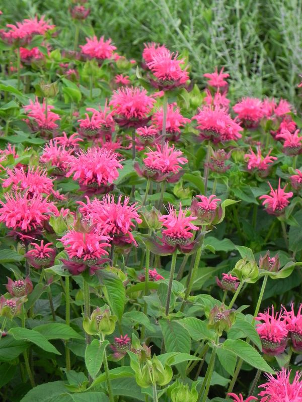 Monarda didyma ‘Pink Lace®’