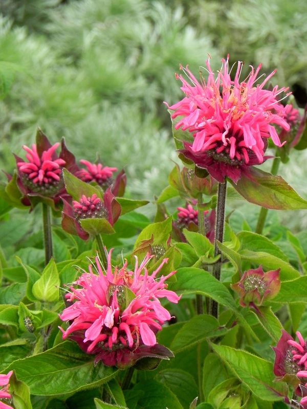 Monarda didyma ‘Pink Lace®’