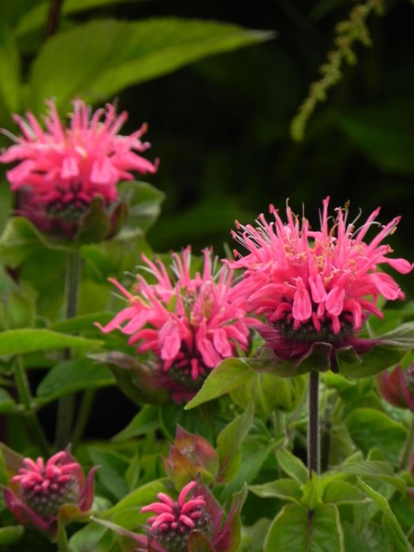 Monarda didyma ‘Pink Lace®’