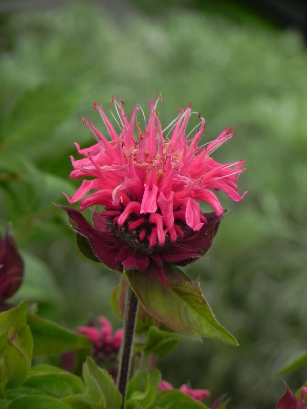Monarda didyma ‘Pink Lace®’