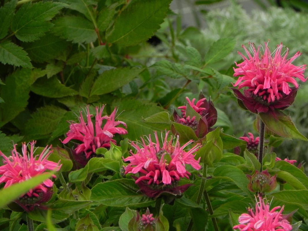 Monarda didyma ‘Pink Lace®’