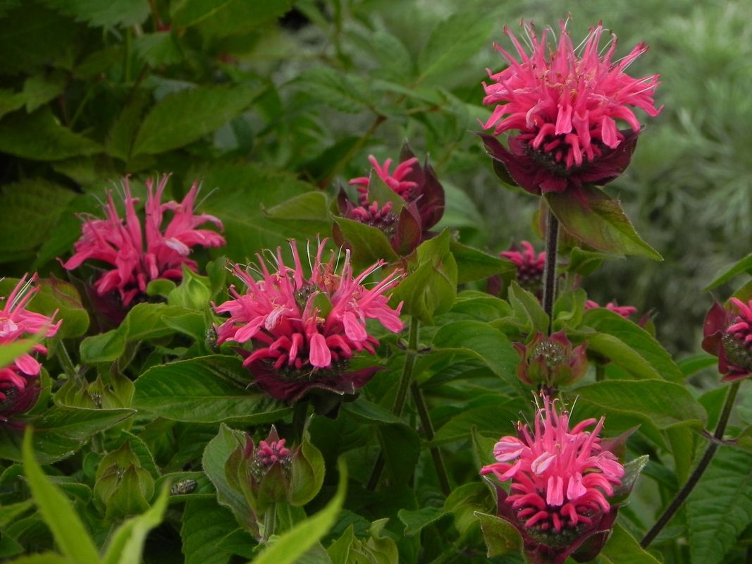 Monarda didyma ‘Pink Lace®’