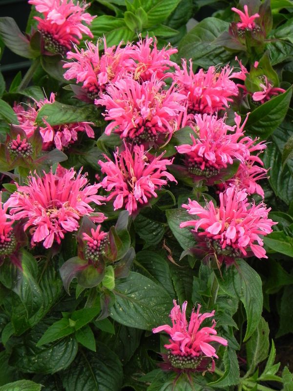 Monarda didyma ‘Cranberry Lace®’