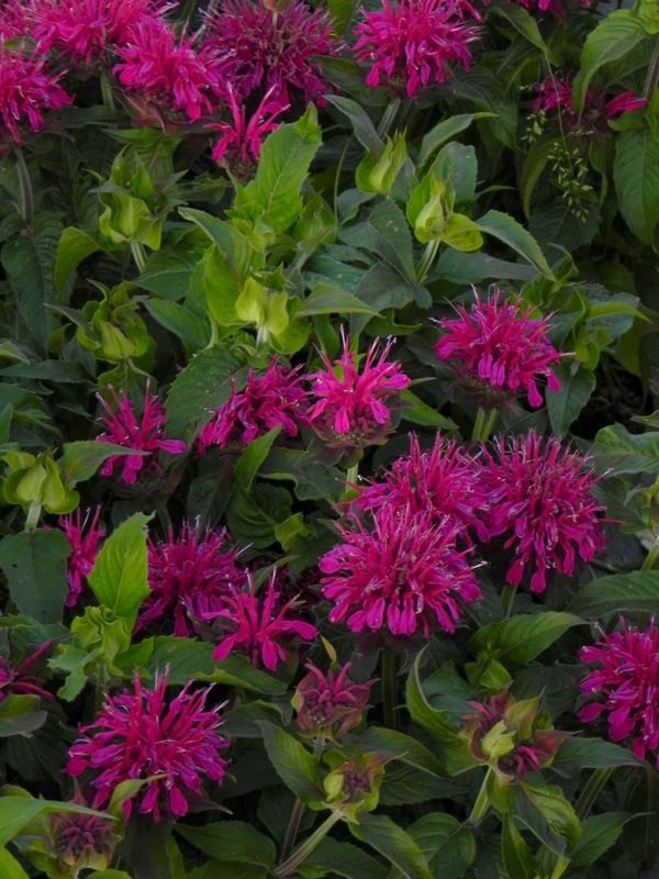 Monarda didyma ‘Purple Lace®’