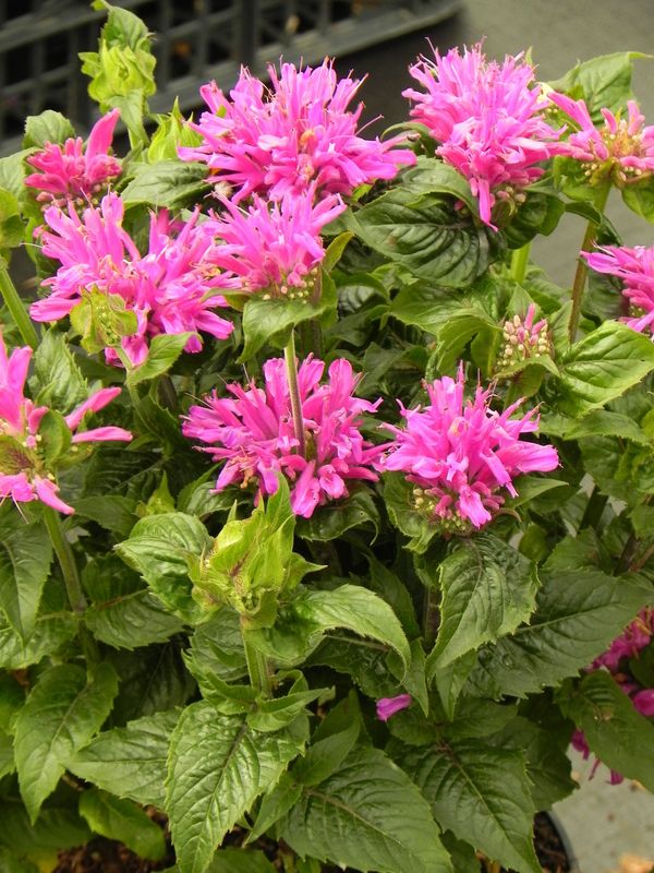 Monarda didyma ‘Baby Spice’
