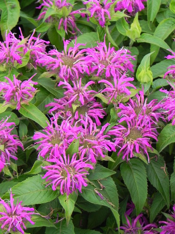 Monarda didyma ‘Balmy Lilac’